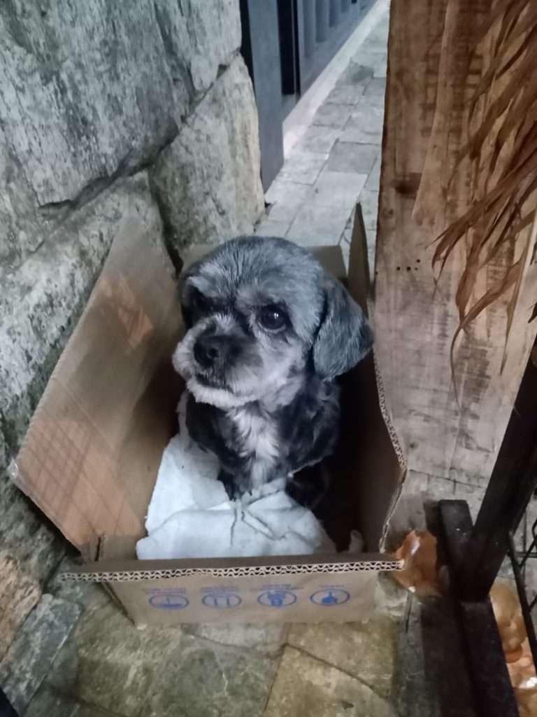 Cachorro de estimação ‘aparece’ em estabelecimento no Guarujá; internauta quer devolvê-lo ao dono