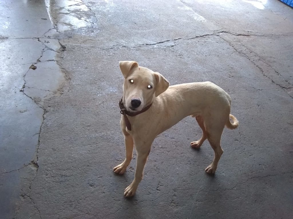 Cachorro é encontrado na Av. Barão do Rio Branco