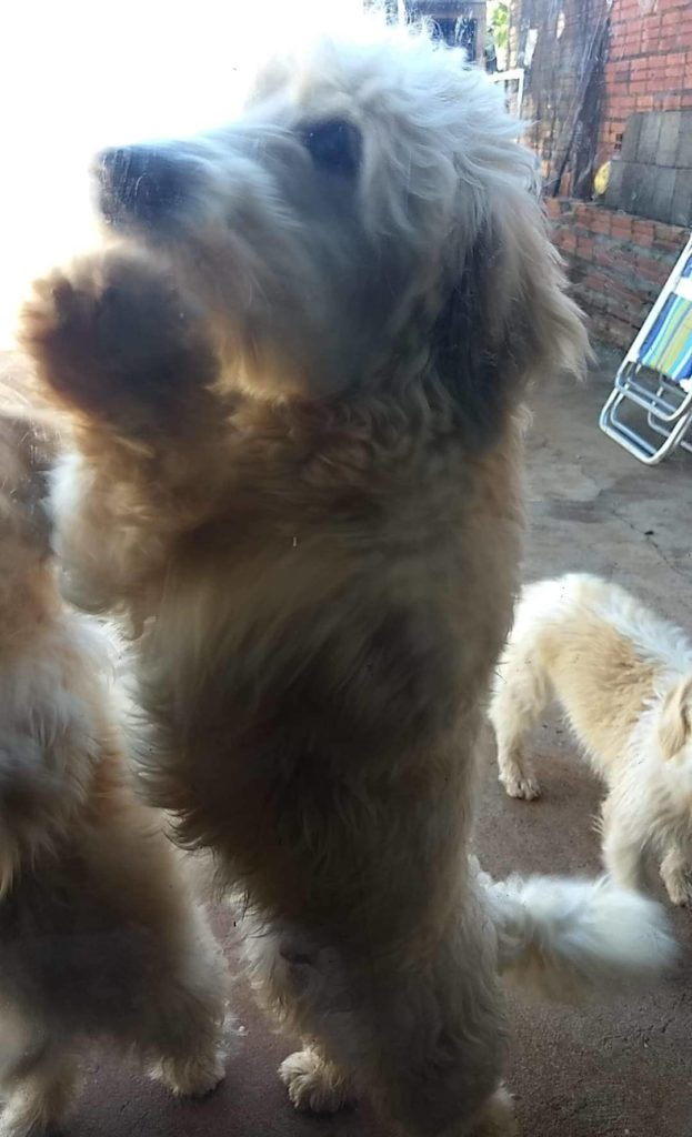 Internauta procura por cachorro que sumiu do Bairro Consolata