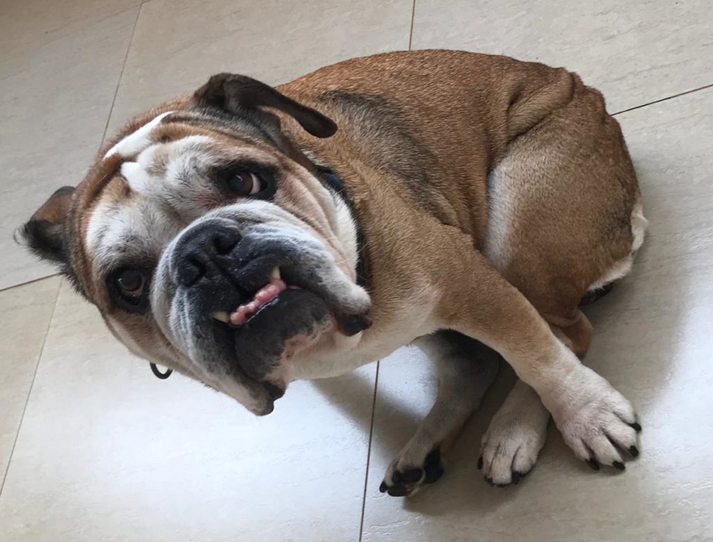 Cadela é encontrada no Bairro Pioneiros Catarinenses