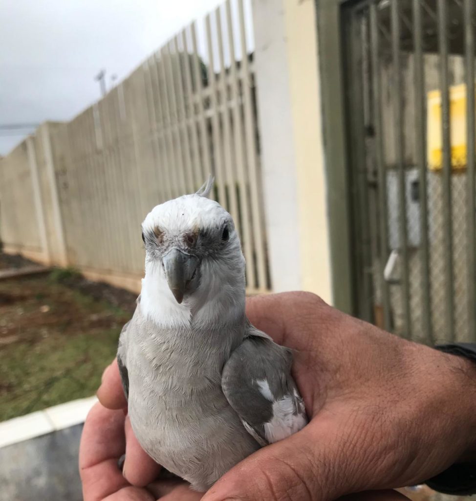 Calopsita foi encontrada no Bairro Alto Alegre