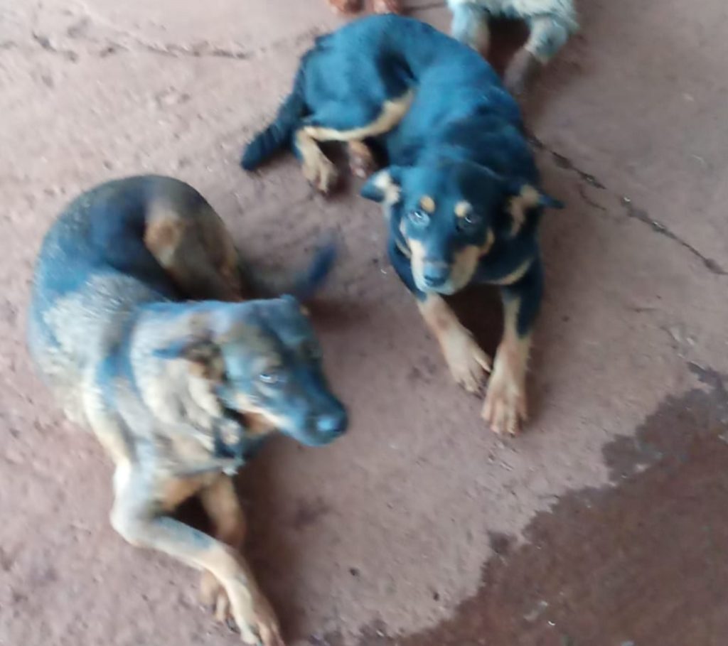 ‘Luna’ e ‘Feijão’ sumiram de chácara na Av. Tancredo Neves, perto do HU