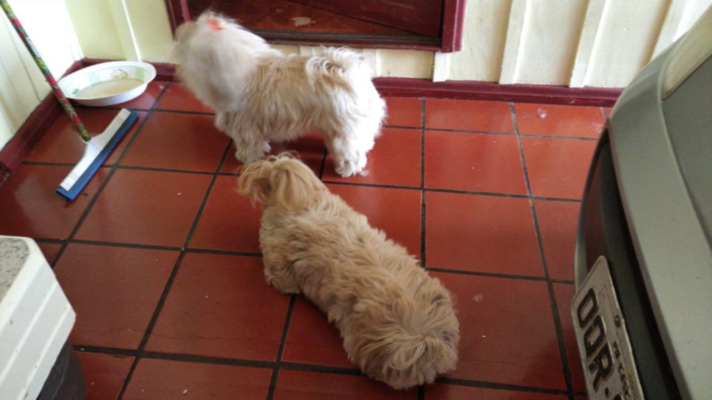 Cachorros aparecem em residência no Bairro Cancelli