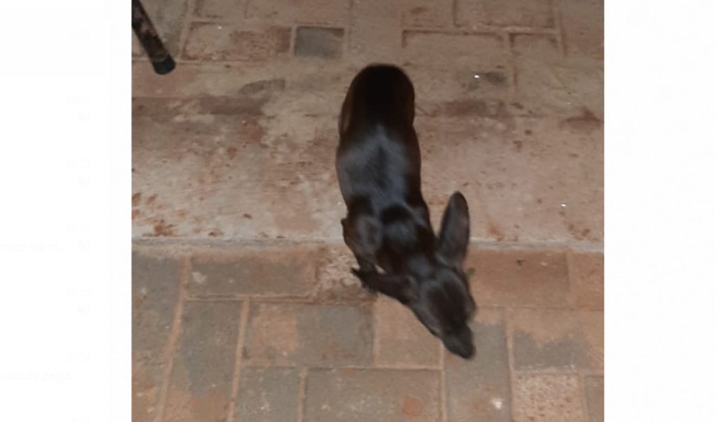 Cachorrinha Pinscher foi encontrada no Jardim Colmeia