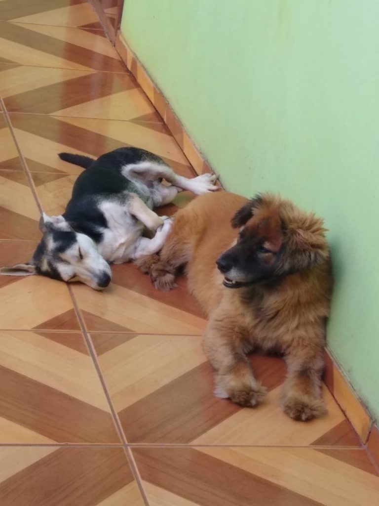 Juninho está perdido no Bairro Floresta