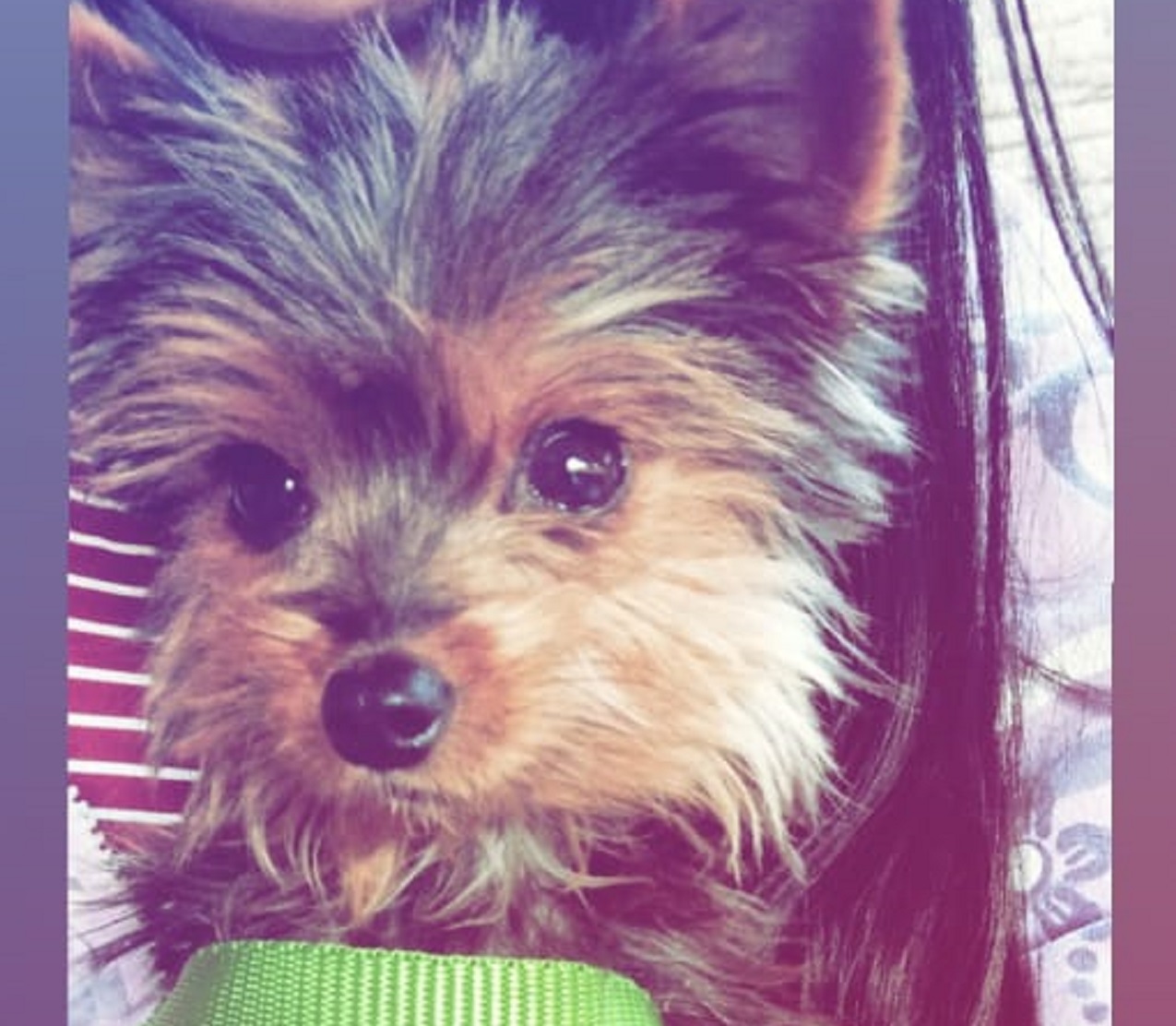 Cachorrinho desapareceu de residência no Bairro Brasília Imagem referente a Cachorrinho desapareceu de residência no Bairro Brasília