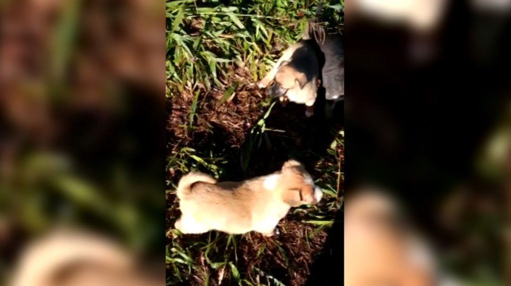 Cachorrinhos que foram abandonados precisam de um lar