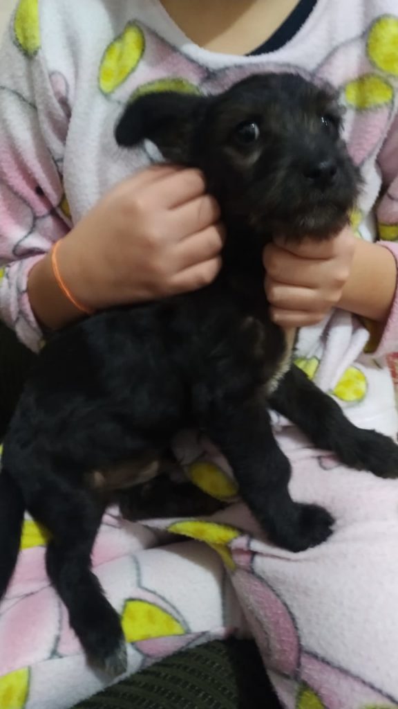 Cachorrinho foi encontrado no Jardim Colonial