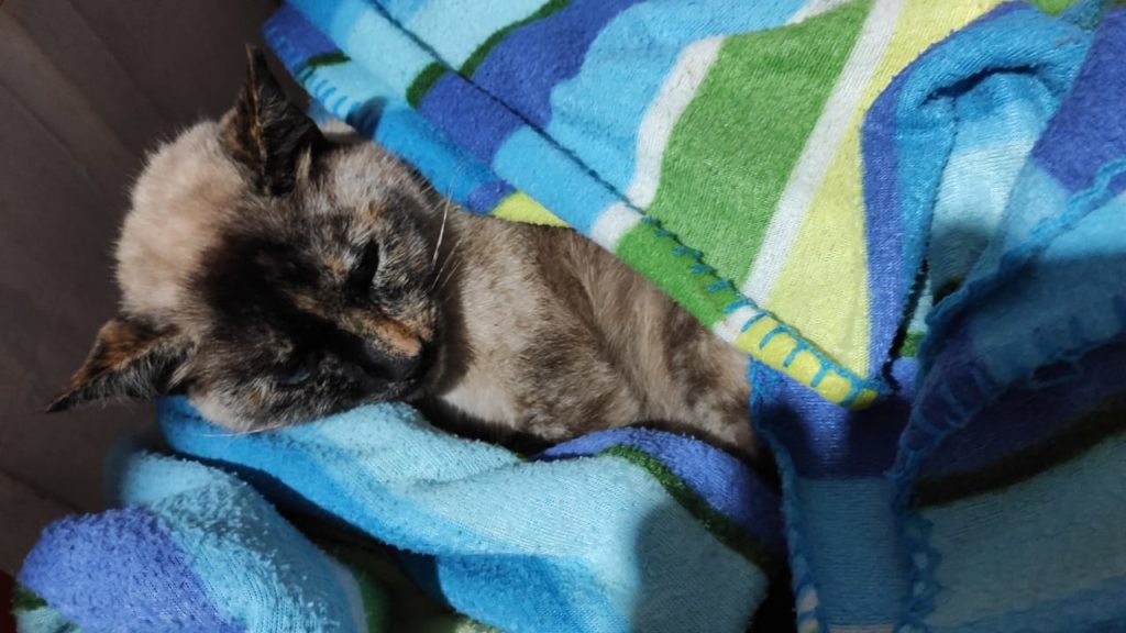 Gatinha encontrada no Bairro Universitário precisa de um lar