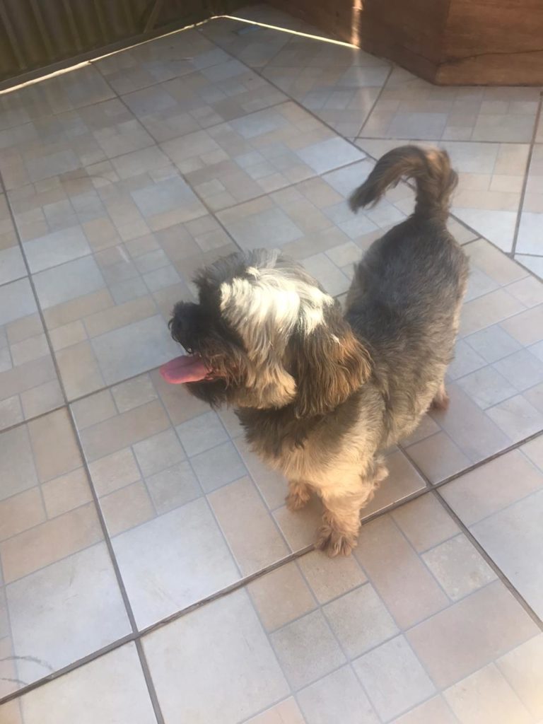 Cachorro é encontrado no Bairro Cancelli