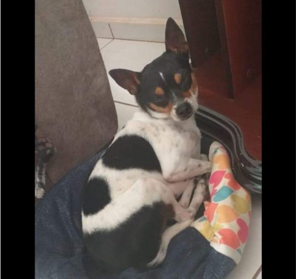 Cachorrinha ‘Lili’ sumiu no Jardim Padovani