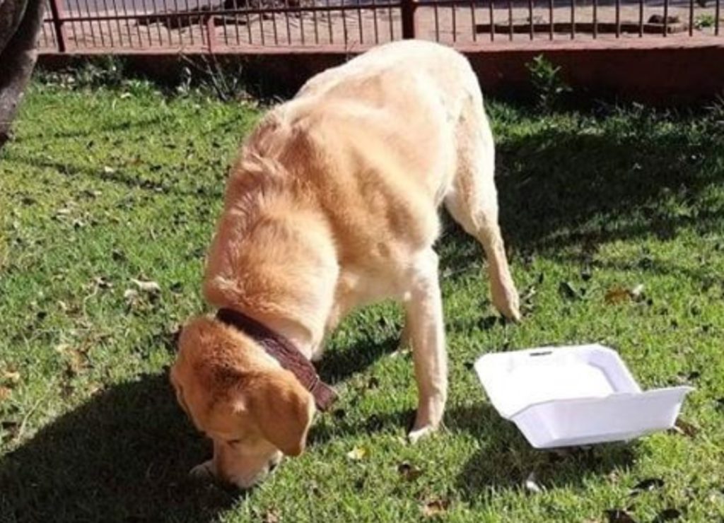 Cadela foi encontrado na região do Turisparque