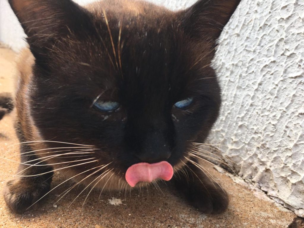 Gato é encontrado no Bairro Parque Verde