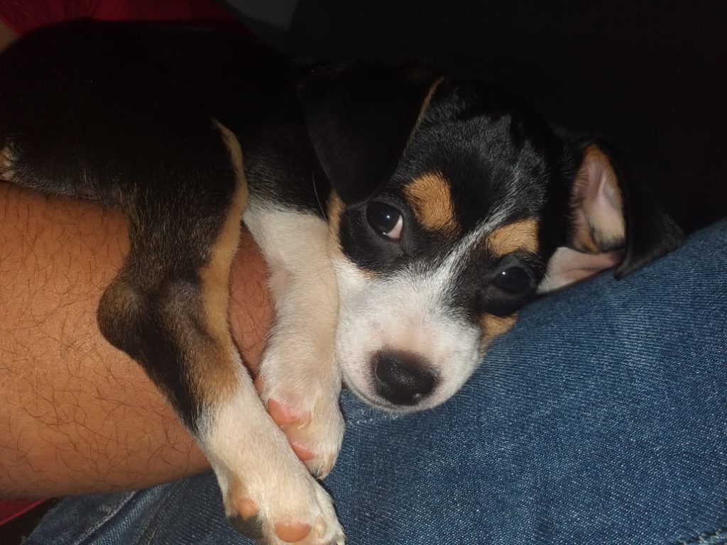 Internauta tenta localizar cachorrinha que foi furtada