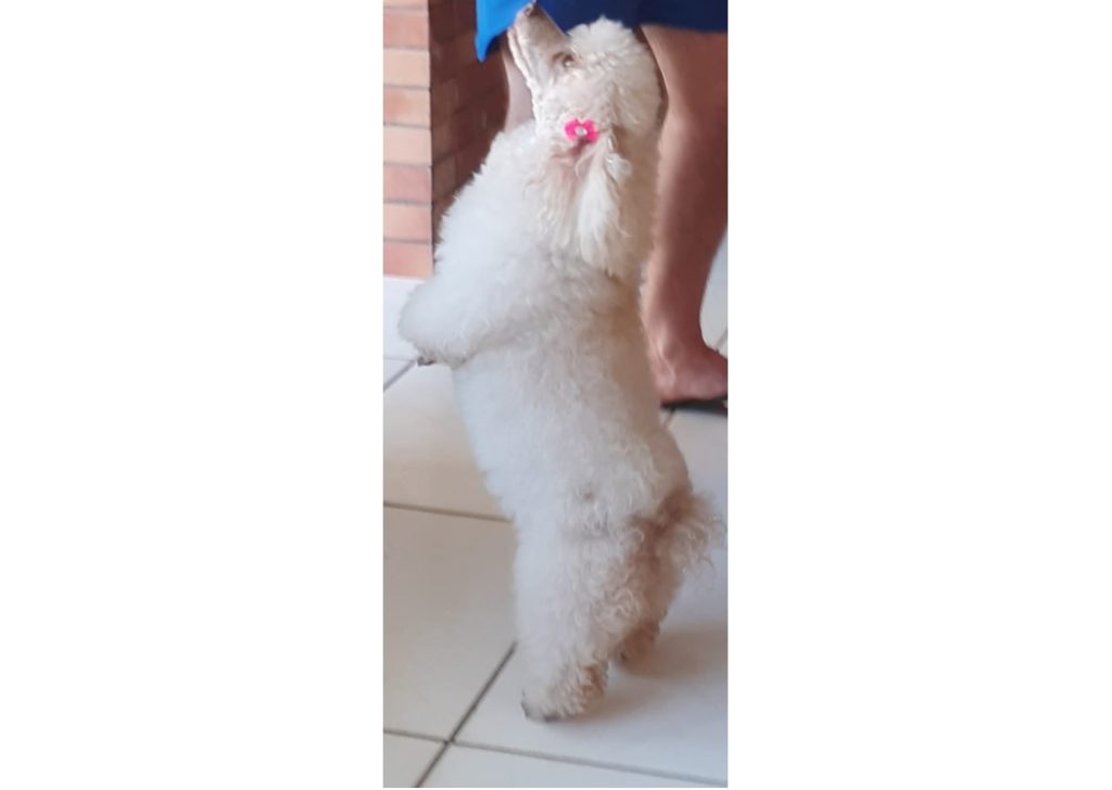 Cachorrinha sumiu no Bairro Santos Dumont