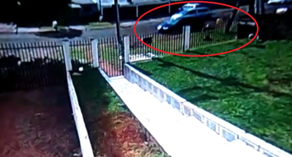 Câmera registra furto de cão Pit Bull no Bairro Cascavel Velho