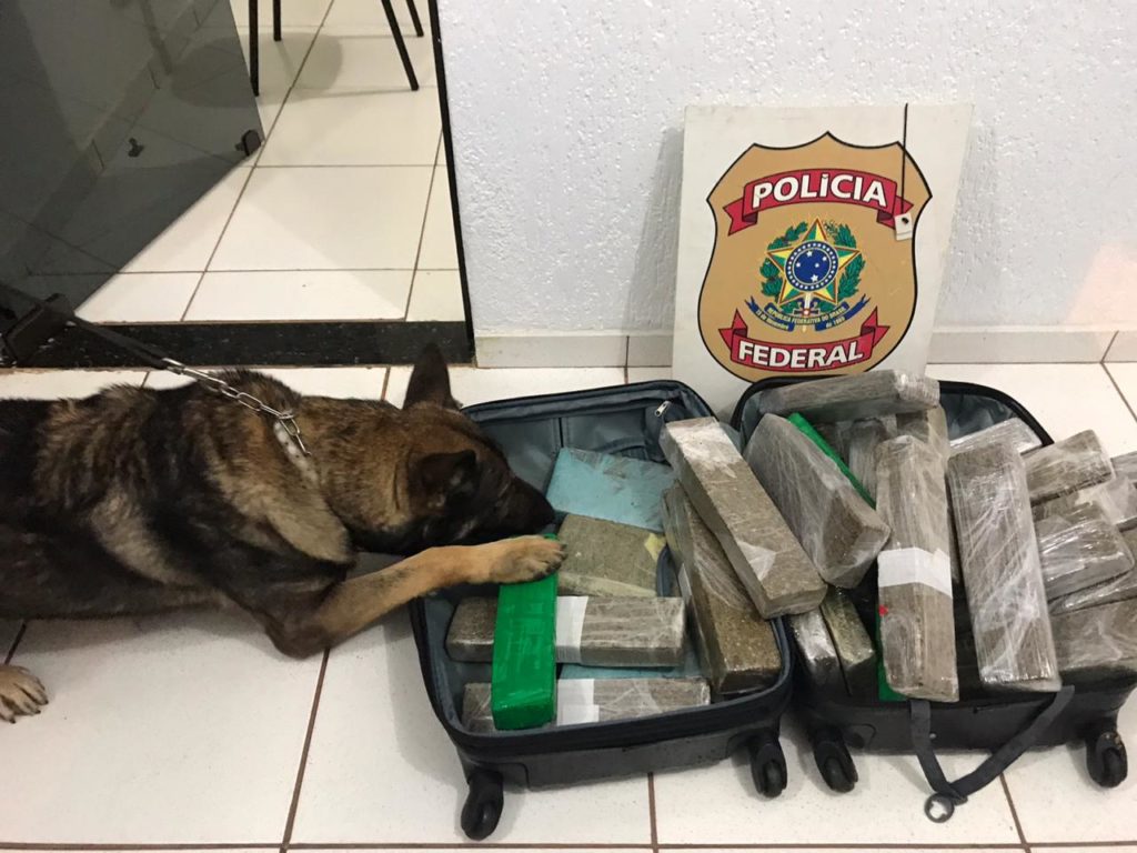 Maconha que seria entregue em Cascavel é interceptada pela PF na BR-277