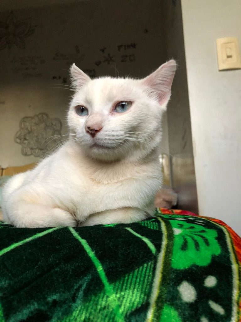 Luna desapareceu no Bairro Pioneiros Catarinenses