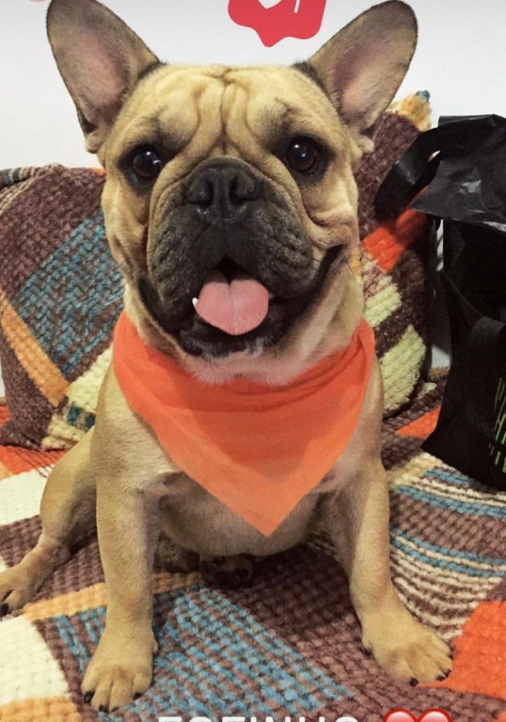 Cachorrinho ‘Bart’ está desaparecido na região do Santa Cruz