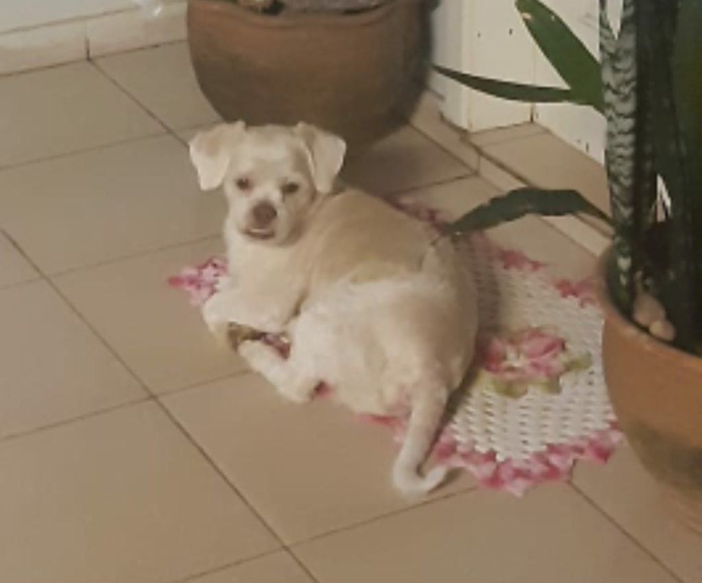 Morador do Centro pede ajuda para localizar seu cão de estimação, que está desaparecido