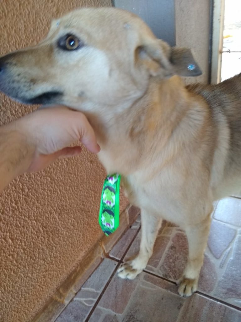 Internauta pede ajuda para localizar cão que sumiu no Bairro Universitário