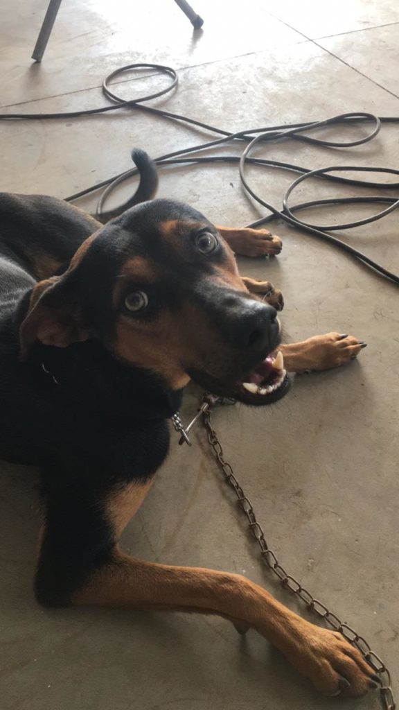 Cachorrinha desapareceu no Bairro Parque São Paulo