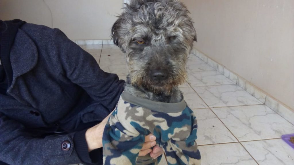 Cão é encontrado no Bairro Canadá e homem procura pelo dono