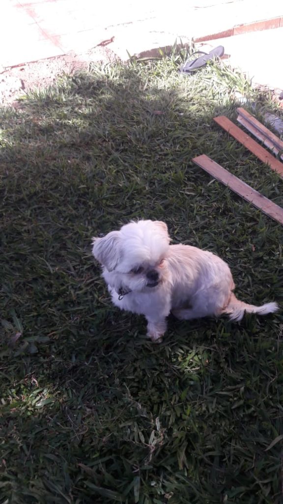 Internauta localiza cachorrinha na Rua Maracaí