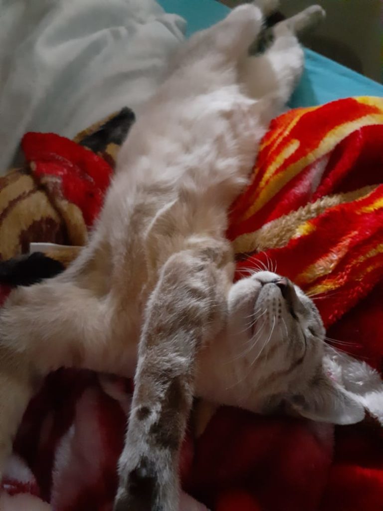 Gato desapareceu na região do Bairro São Cristóvão