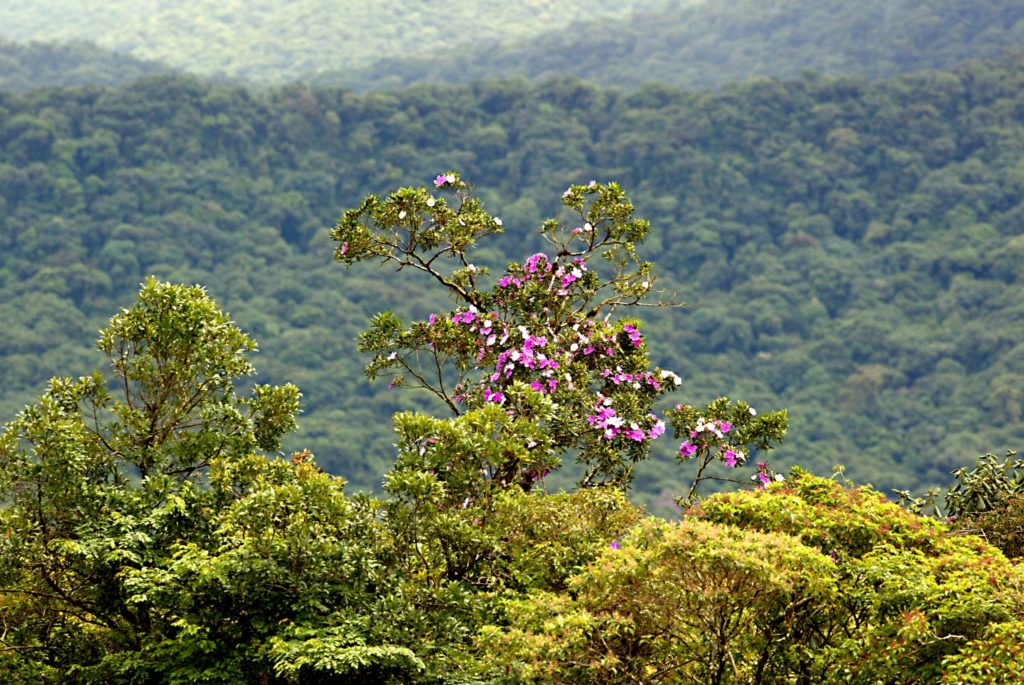 Paraná tem novo mapeamento de cobertura vegetal