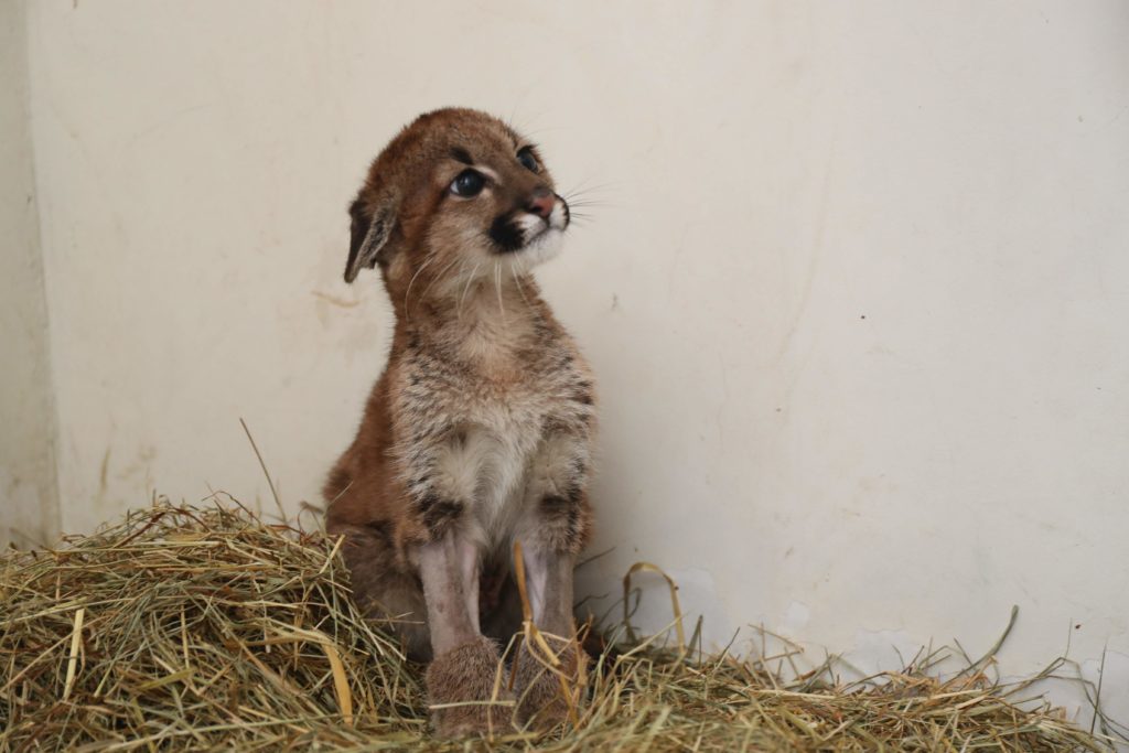 Zoo: Recintos e alimentação dos animais são adequados para o inverno