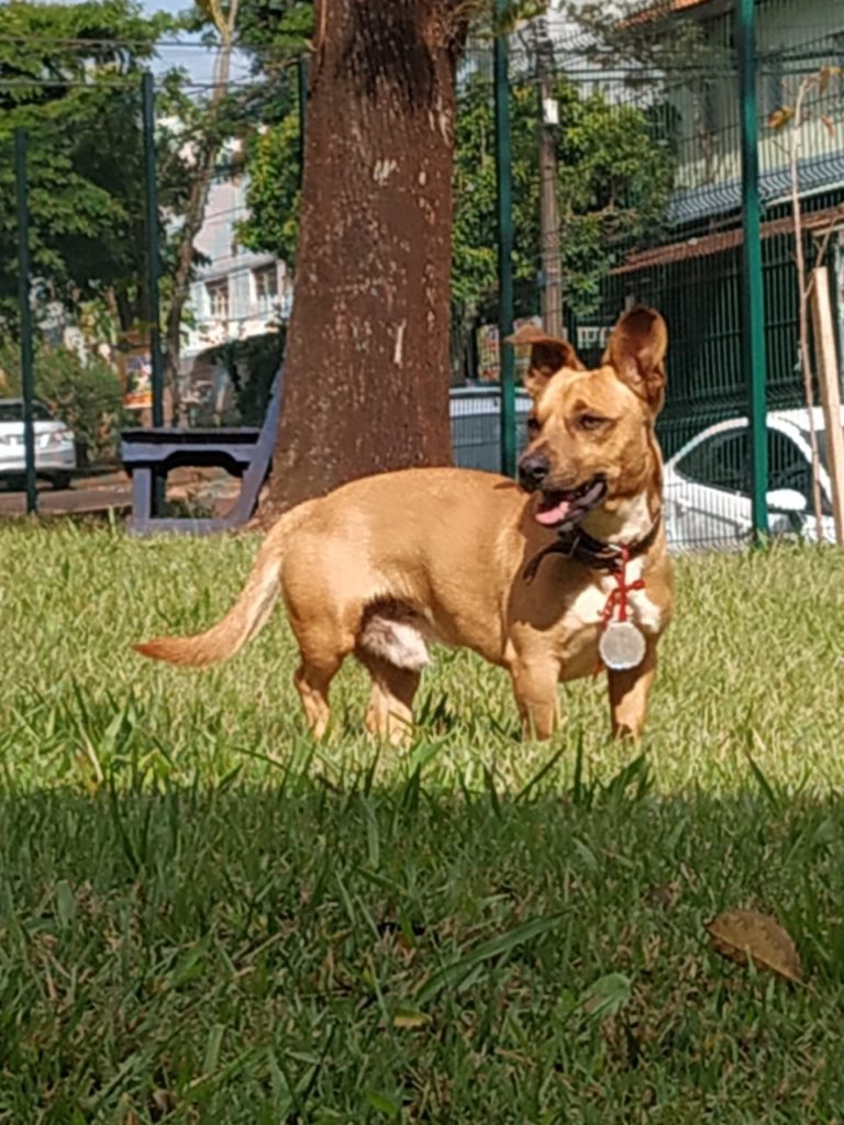 Cachorro está perdido no Hemocentro de Cascavel