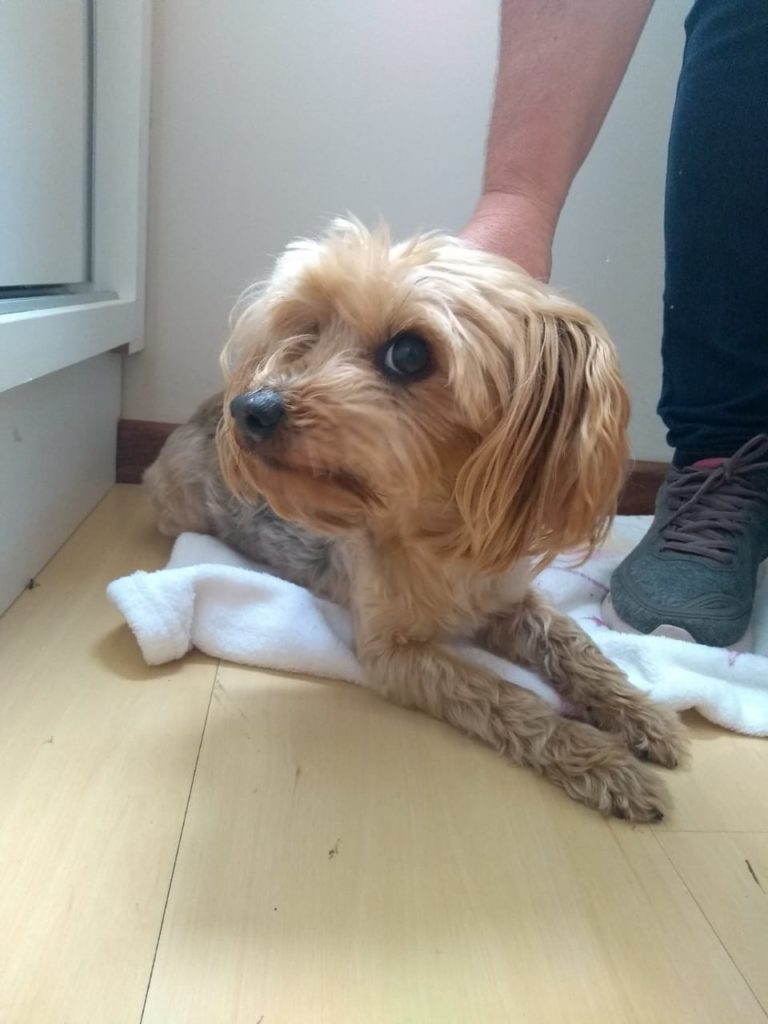 Cadelinha é encontrada no Bairro Floresta