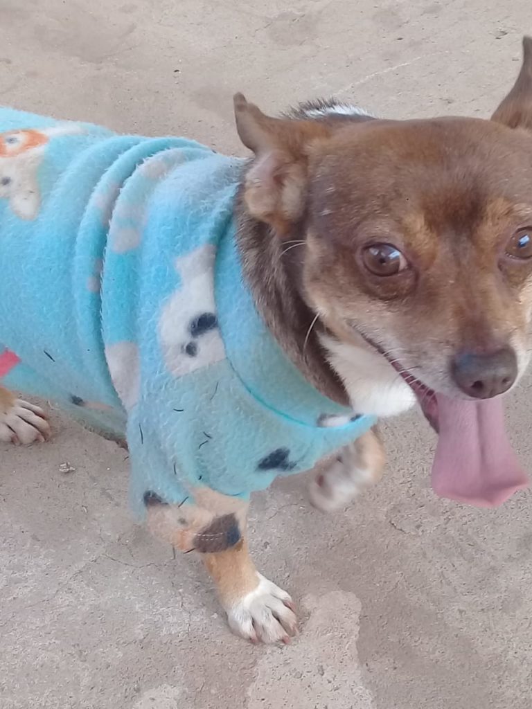 Cãozinho foi encontrado na região do Interlagos