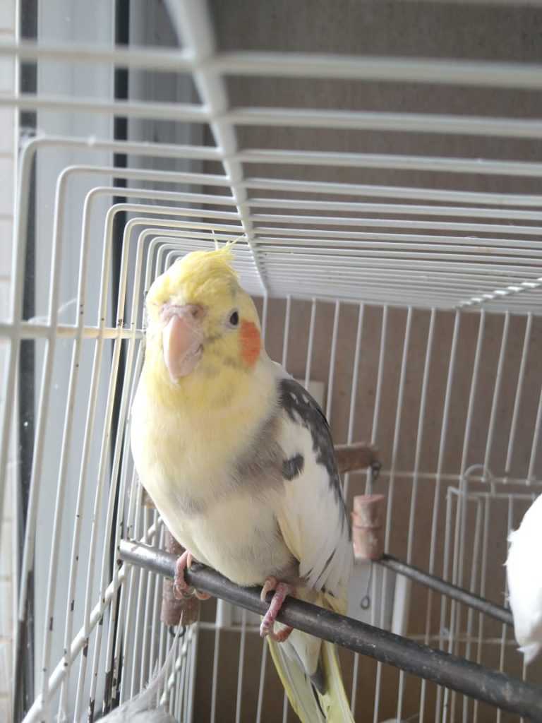 Calopsita é encontrada no Centro