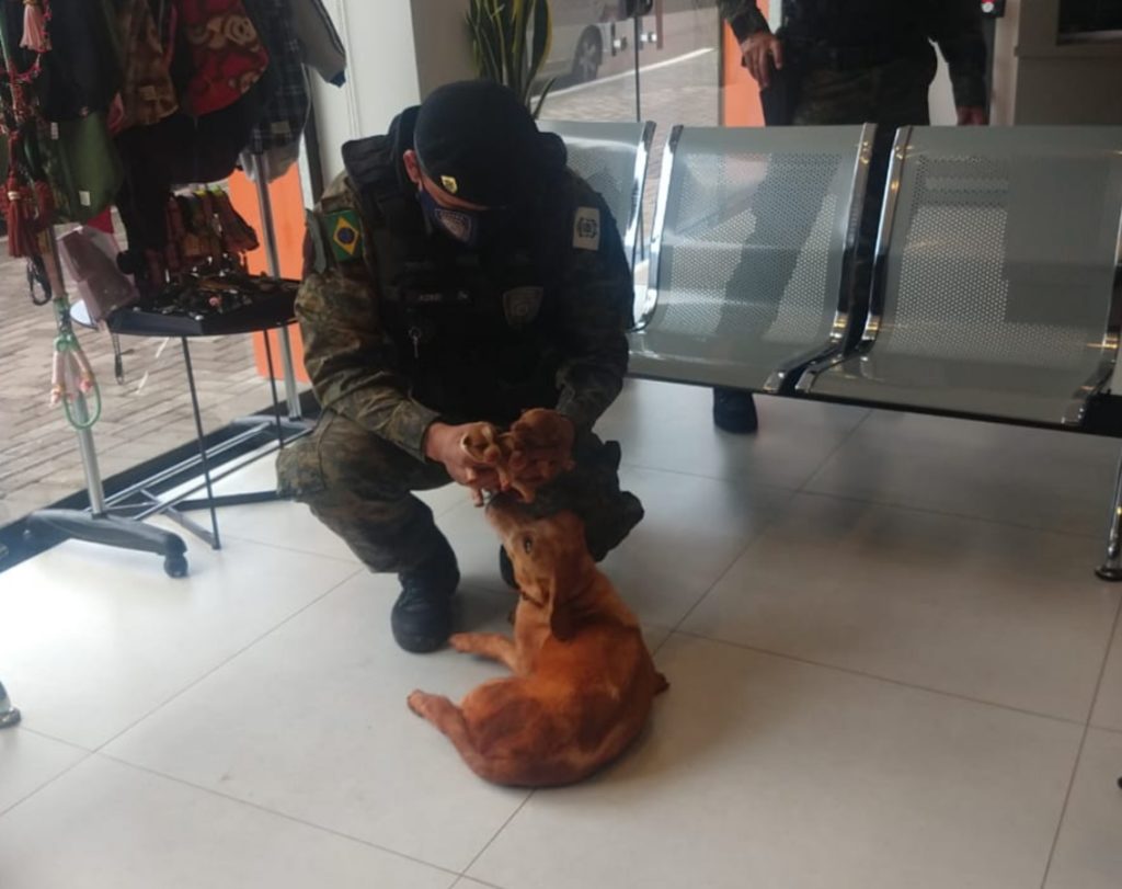 Cachorrinha e filhotes são resgatados pela Patrulha Ambiental da GM no Jardim Nova Cidade