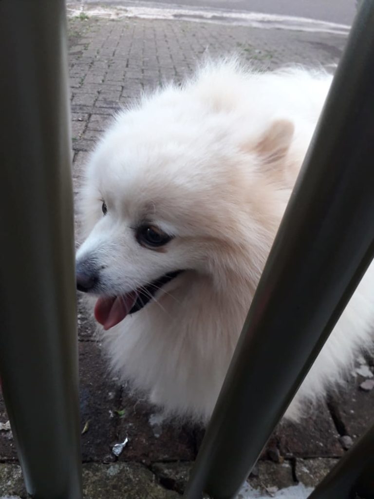 Cachorro é encontrado na Região do Lago
