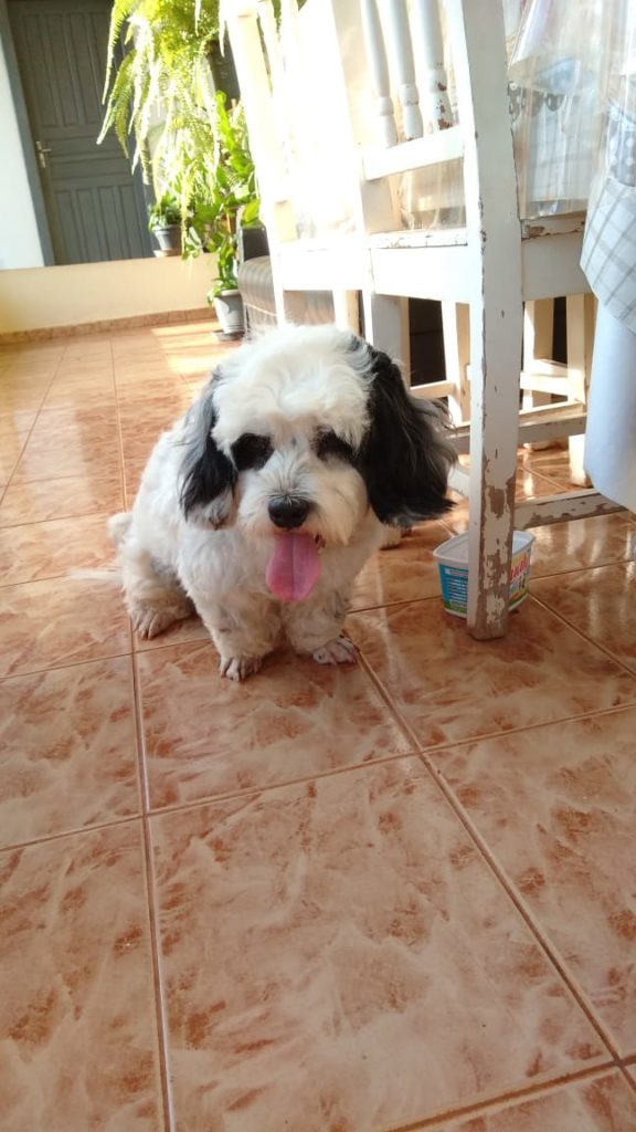 Cachorro é encontrado no Bairro Alto Alegre Cachorro é encontrado no Bairro Alto Alegre