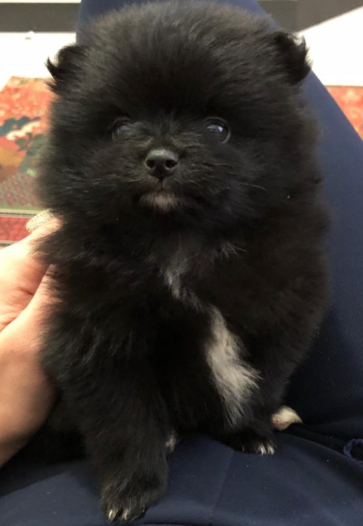 Rapaz oferece recompensa para quem encontrar cachorrinho que sumiu