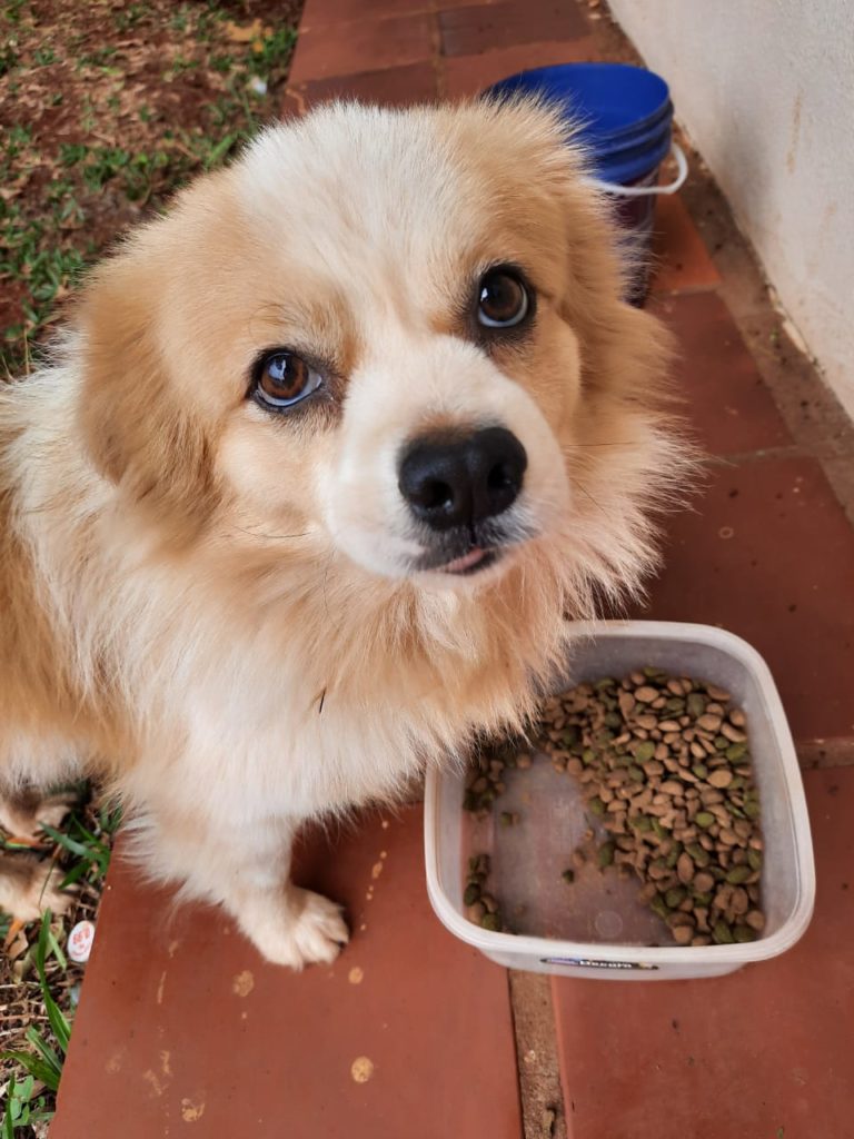 Cachorro de estimação está perdido no Bairro Country Cachorro de estimação está perdido no Bairro Country