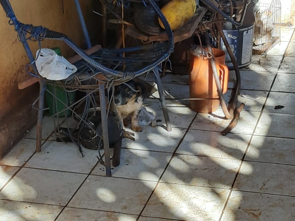 Homem é preso em ação do BPFron por maus tratos a animais em Marechal C. Rondon