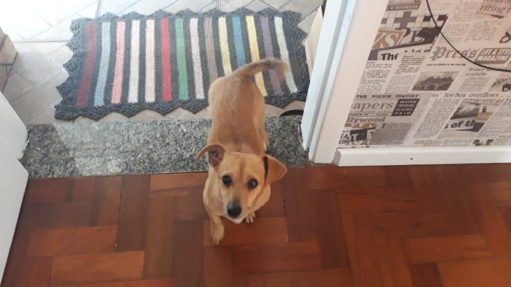Cãozinho foi encontrado na Av. Brasil, na região do Bairro Pacaembu