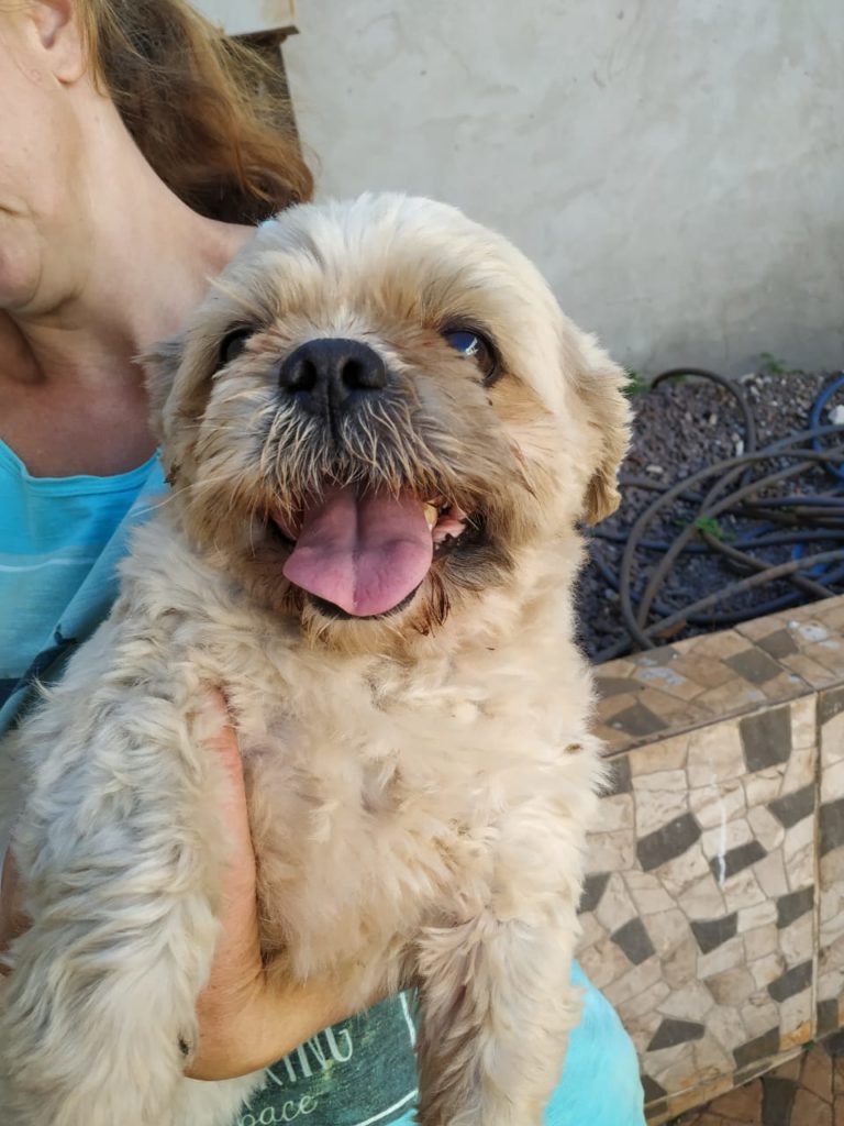 Cãozinho foi encontrado no Pioneiros Catarinenses