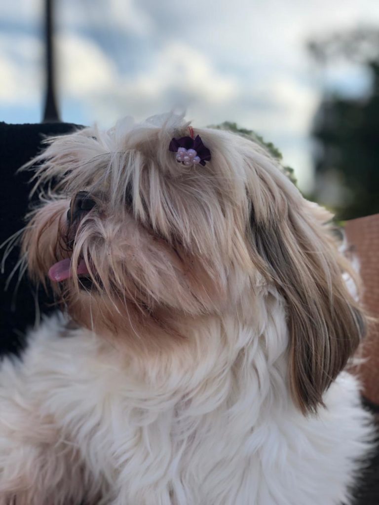 Moradora do Coqueiral encontra cachorrinha e deseja devolvê-la ao dono