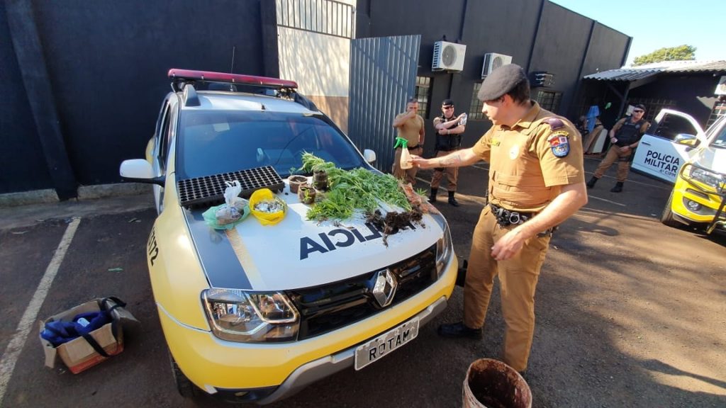 Pés de maconha são apreendidos em propriedade rural em Londrina