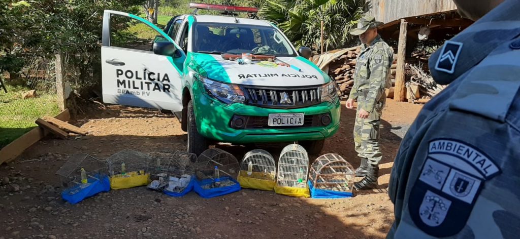 PM Ambiental liberta pássaros, fecha “rinha de galos” e prende homem em Francisco Beltrão