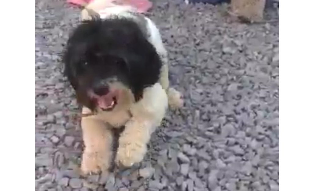 Cachorrinha ‘Nina’ desapareceu na região do Brasília