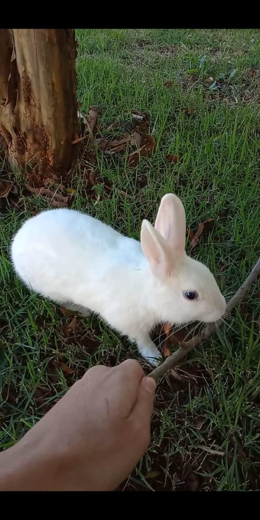 Internauta procura por coelho que fugiu no Bairro Country