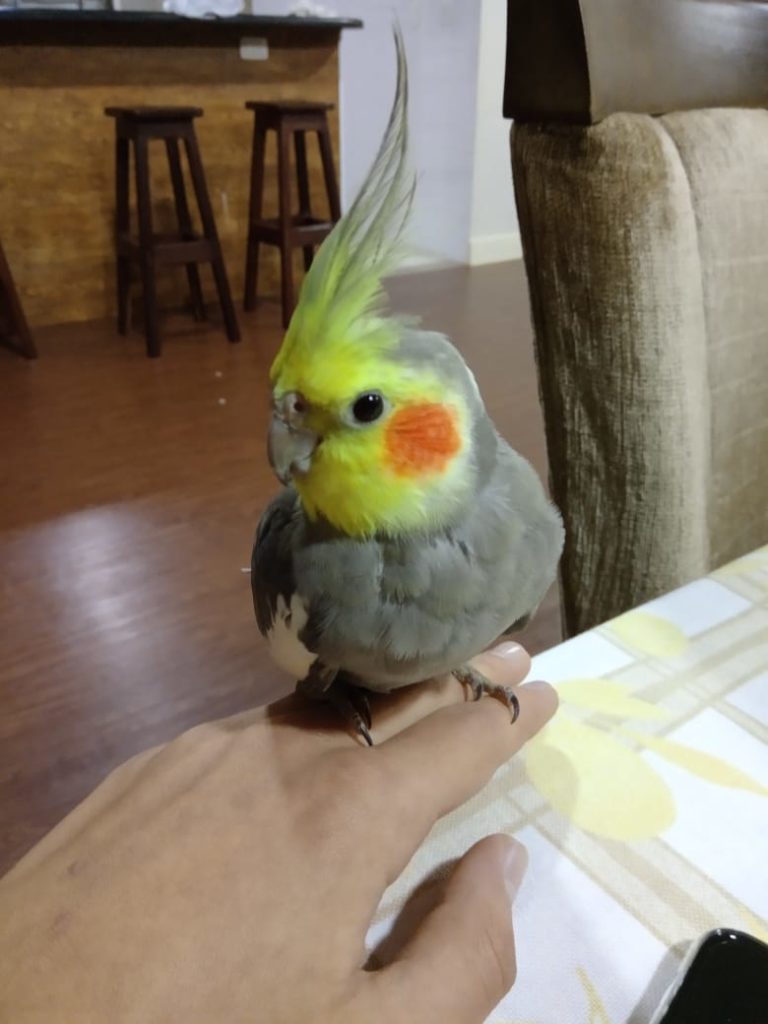 Rapaz procura por calopsita que desapareceu
