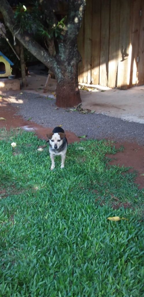 Internauta oferece recompensa para quem localizar cão